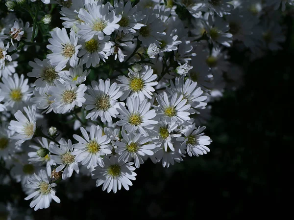 マルグリット デイジーの花 マイケルマス デイジー ボストン デイジー コビティ デイジーを暗い背景で閉じます Argyranthemum Frutescens — ストック写真