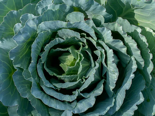 Großaufnahme Von Frischem Kohl Gemüsegarten — Stockfoto