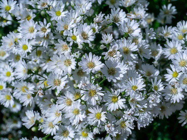 Nahaufnahme Marguerite Daisy Blume Michaelmas Daisy Boston Oder Paris Daisy — Stockfoto