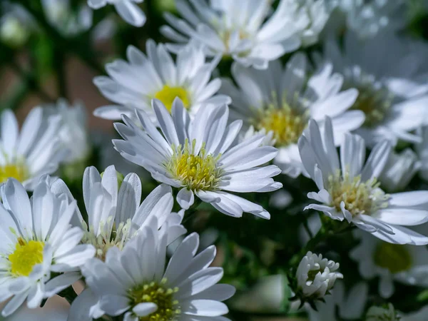 Nahaufnahme Marguerite Daisy Blume Michaelmas Daisy Boston Oder Paris Daisy — Stockfoto