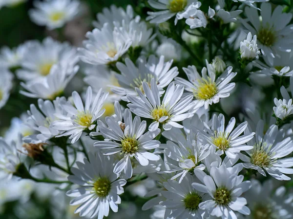 Κοντινό Πλάνο Λουλούδι Marguerite Daisy Michaelmas Daisy Βοστώνη Paris Daisy — Φωτογραφία Αρχείου