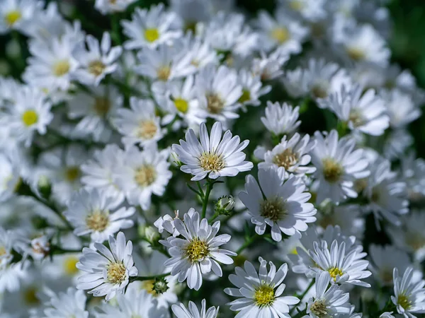 Nahaufnahme Marguerite Daisy Blume Michaelmas Daisy Boston Oder Paris Daisy — Stockfoto