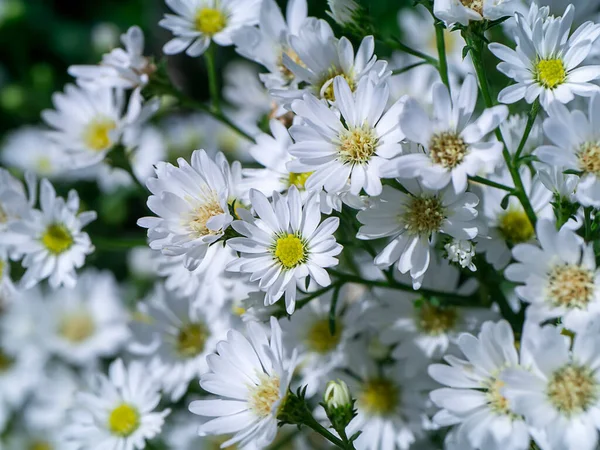 Zblízka Marguerite Daisy Květiny Michaelmas Daisy Boston Nebo Paris Daisy — Stock fotografie