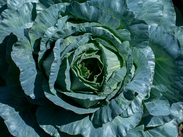 Großaufnahme Von Frischem Kohl Gemüsegarten — Stockfoto