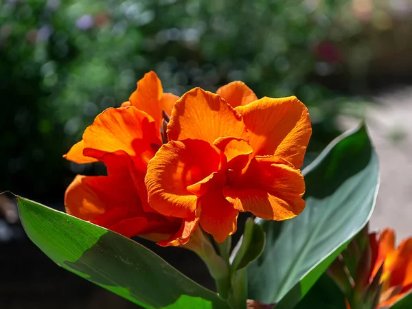 Närbild Indian Shot Flower Canna Indica Med Suddig Bakgrund — Stockfoto