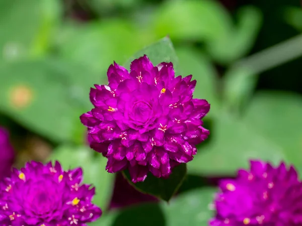 Nahaufnahme Einer Amaranth Blume Wissenschaftlicher Name Gomphrena Globosa — Stockfoto