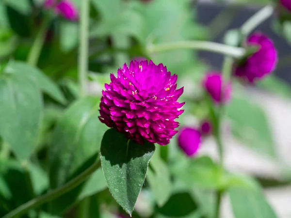 Nahaufnahme Einer Amaranth Blume Wissenschaftlicher Name Gomphrena Globosa — Stockfoto