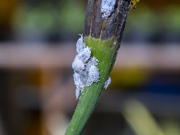 Close Pseudococcidae Branch — Stock Photo, Image