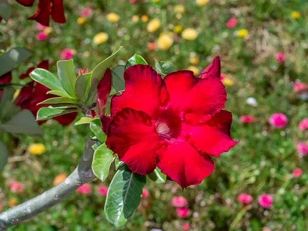 Kırmızı Impala Zambağı Bignonia Sahte Azalea Çöl Gülü Çiçeği Bilimsel — Stok fotoğraf