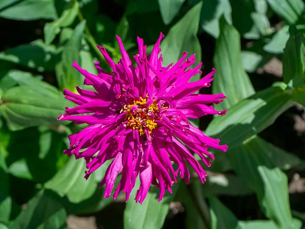 Close Van Zinnia Flower Wetenschappelijke Naam Zinnia Violacea Cav — Stockfoto