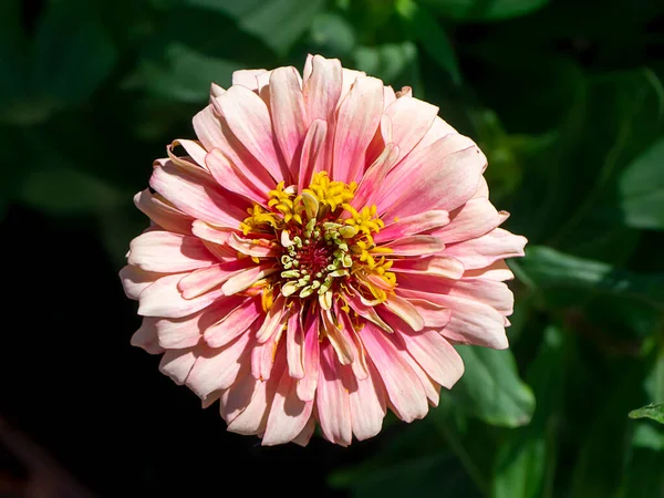 Zbliżenie Kwiat Cynnii Nazwa Naukowa Cynnia Violacea Cav — Zdjęcie stockowe