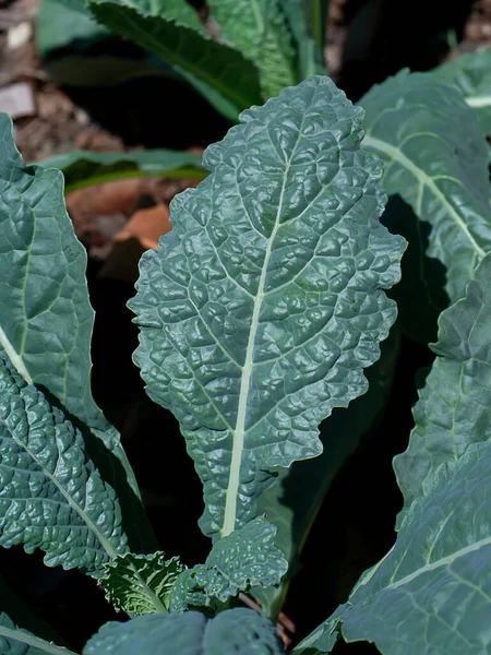 Close Kale Leave Ground Scientific Name Brassica Oleracea Var Sabellica — Stock Photo, Image