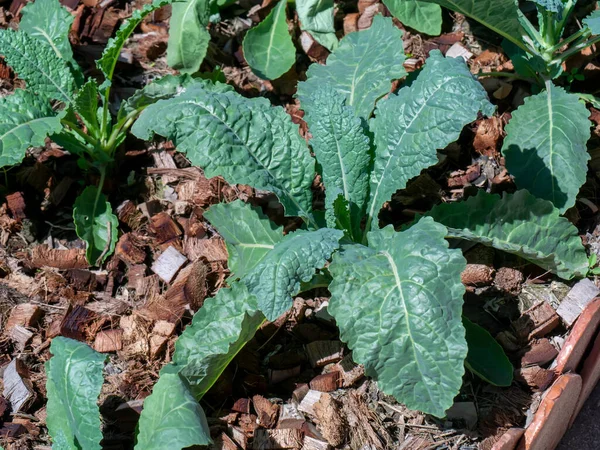 Fermer Plante Chou Frisé Sur Sol Nom Scientifique Brassica Oleracea — Photo