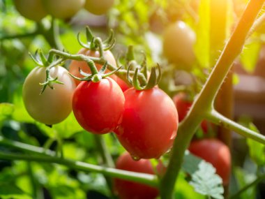 Ağaçta güneş ışığıyla bana yaklaş. (Bilimsel adı Lycopersicon esculentum Mill.)