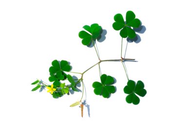(Oxalis corniculata).