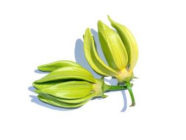 Beyaz arkaplanda yeşil kokulu ylang-ylang çiçekleri, tırmanma ilang-ilang, manorangini, hara-champa veya kantali champa.