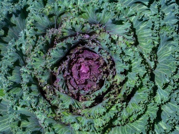Großaufnahme Von Frischem Kohl Gemüsegarten — Stockfoto