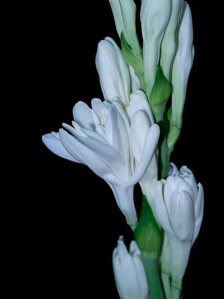 Cerrar Flor Tuberosa Fondo Oscuro Nombre Científico Polianthes Tuberosa — Foto de Stock