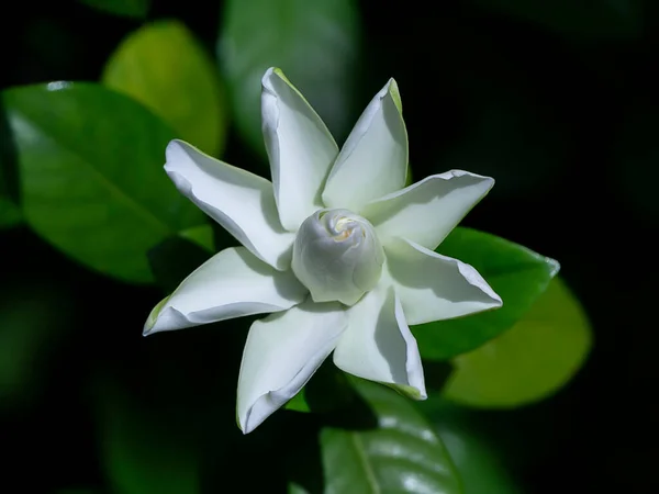 White Gardenia Flower Cape Jasmine Gardenia Jasminoides — Stock Photo, Image