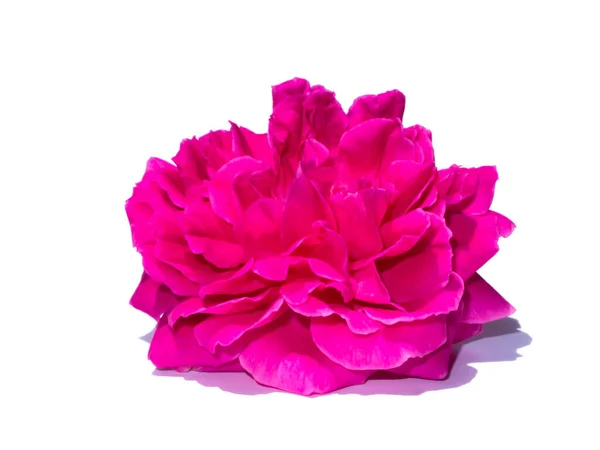白地にダマスク ローズの花 Rosa Damascena のピンクを柔らかい影で閉じます — ストック写真