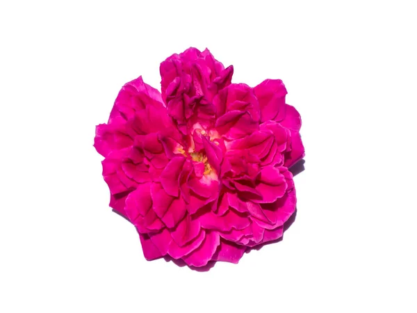 Damask Gül Çiçeğinin Rosa Damascena Pembesini Beyaz Arka Planda Kapat — Stok fotoğraf