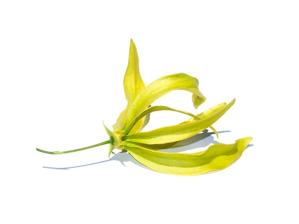 Close Żółty Kwiat Chiński Desmos Jest Izolat Białym Tle Miękkim — Zdjęcie stockowe
