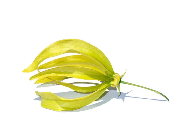 Close Żółty Kwiat Chiński Desmos Jest Izolat Białym Tle Miękkim — Zdjęcie stockowe