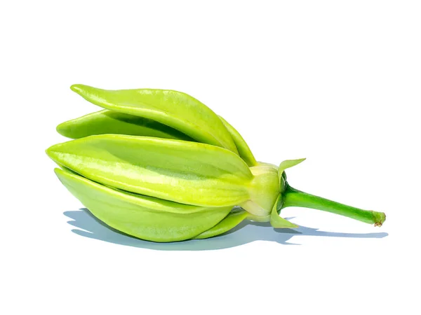 Nahaufnahme Grüne Duftende Blüten Des Klettern Ylang Ylang Klettern Ilang — Stockfoto