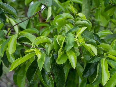 Kaynak yaprakları, dikenli krema elması. (Annona muricata L.) Karsinom tedavisi için bitki.