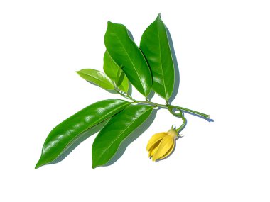 Tırmanan ylang-ylang, tırmanan ilang-ilang, manorangini, hara-champa ya da kantali champa 'nın güzel kokulu çiçekleri beyaz arka planda yaprak ve gölgeli.