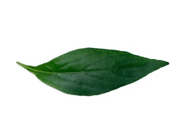 Andrographis Paniculata yapraklarını beyaz arkaplanda kapat