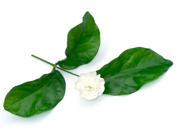 Blisko Biały Kwiat Jaśminu Liść Białym Tle Miękkim Cieniem — Zdjęcie stockowe