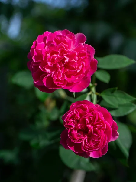 Κοντινό Πλάνο Βαθύ Ροζ Damask Τριαντάφυλλο Λουλούδι Σκούρα Θολούρα Backgroud — Φωτογραφία Αρχείου
