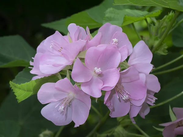 Rosa Blomma Dombeyaträd — Stockfoto