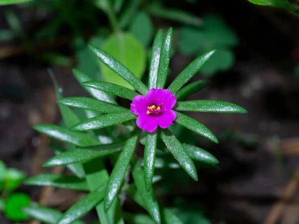 Närbild Mini Portulaca Blomma Med Blad Vetenskapligt Namn Portulaca Oleracea — Stockfoto