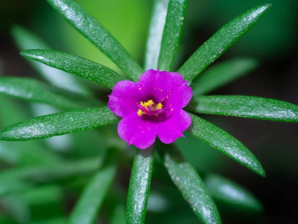 葉とミニポルトラカの花を閉じます 学名Portulaca Oleracease — ストック写真