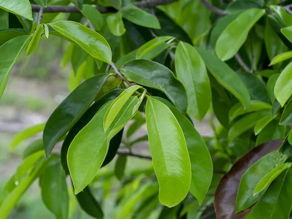 Soursop Manzana Flaca Annona Muricata Planta Para Tratamiento Del Carcinoma — Foto de Stock