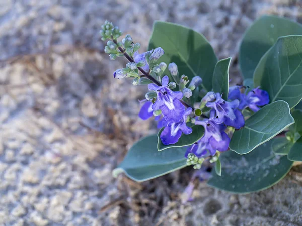 Närbild Blomma Vitex Trifolia Växt Med Suddig Bakgrund — Stockfoto