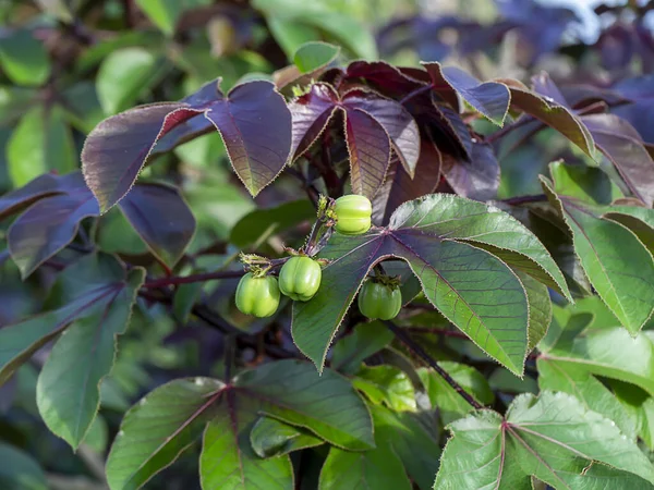 Bellyache Bush Flower Seeds Tree Scientific Name Jatropha Gossypifolia — Stock Photo, Image