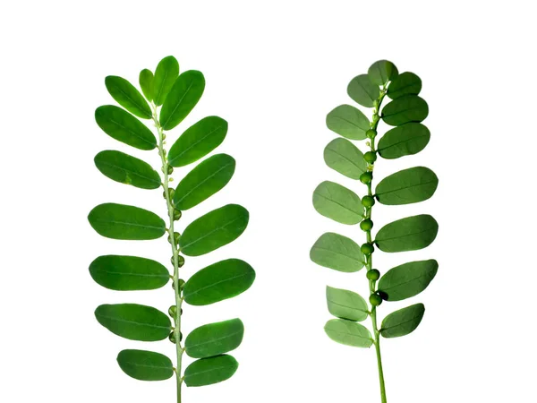 Close Seed Leaf White Background Scientific Name Phyllanthus Urinaria — Stock Photo, Image