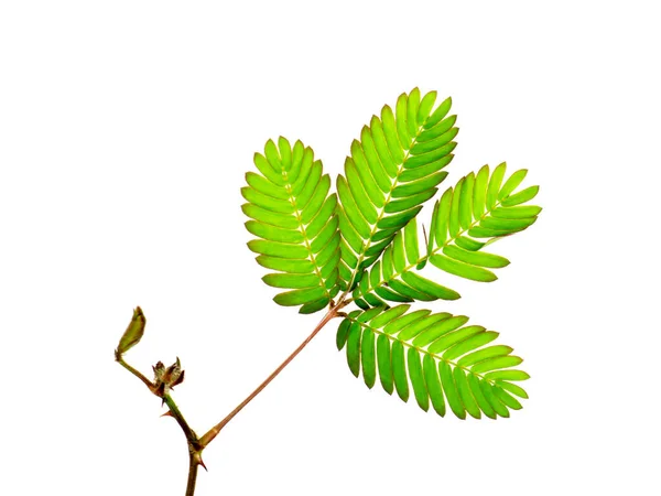 Närbild Känsliga Växtblad Vit Bakgrund Vetenskapligt Namn Mimosa Pudica — Stockfoto