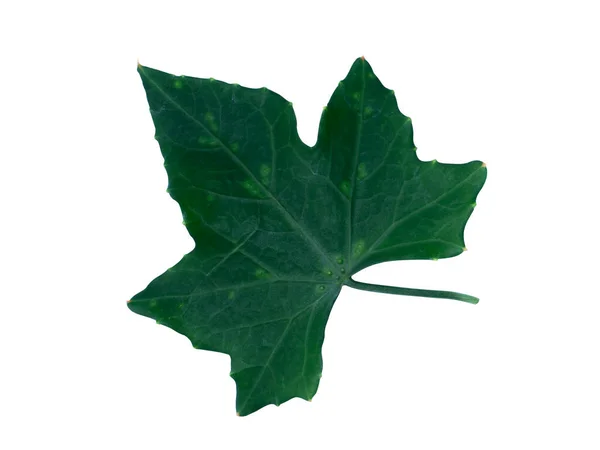 Green Ivy Leaf White Background Clipping Path — Stock Photo, Image