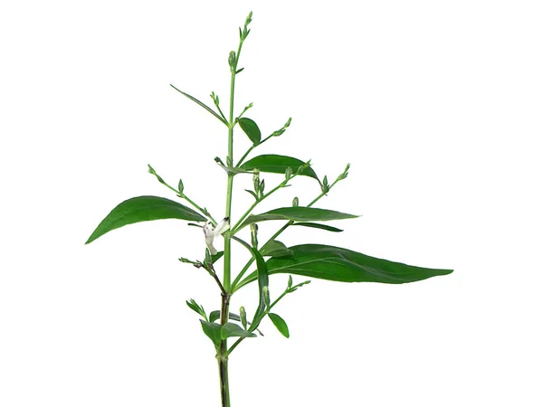 Zavřít Andrographis Paniculata Rostlina Bílém Pozadí — Stock fotografie