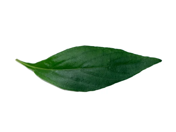 Close Andrographis Paniculata Leaves White Background — Stock Photo, Image