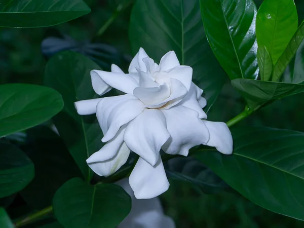 White Gardenia flower or Cape Jasmine (Scientific name Gardenia jasminoides)