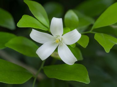 Orange Jessamine 'in çiçeği, Saten ağacı, Murraya exotica ağacı..