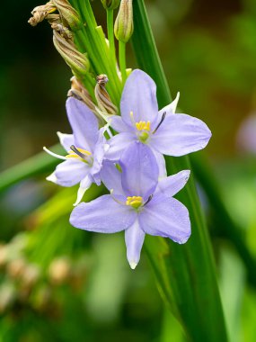 Mor çiçeği kapat (Bilimsel adı Monochoria elata Ridl bitkisi)