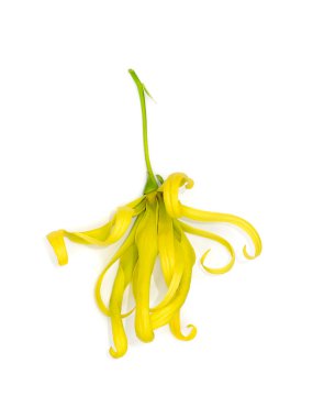 Sarı Çin Desmos çiçeği, yumuşak gölgesi ve kırpma yolu ile beyaz arka planda izole edilir. (Bilimsel adı Desmos chinensis Lour)