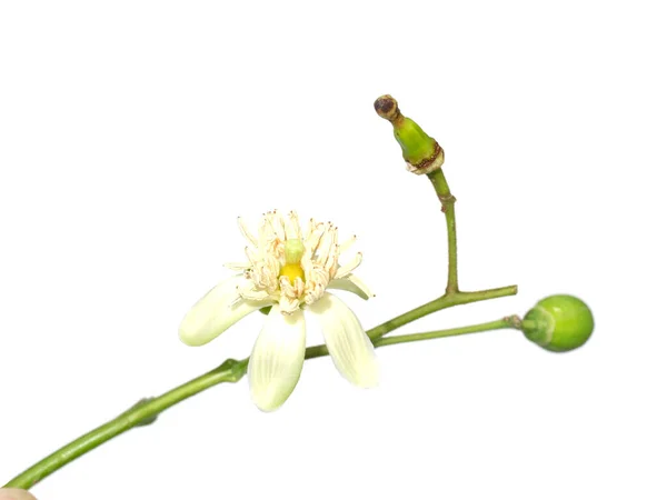Close Bengala Flor Marmelo Sobre Fundo Branco Nome Científico Aegle — Fotografia de Stock