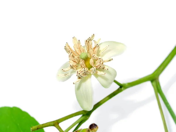 Nahaufnahme Einer Bengalischen Quittenblüte Auf Weißem Hintergrund Wissenschaftlicher Name Aegle — Stockfoto
